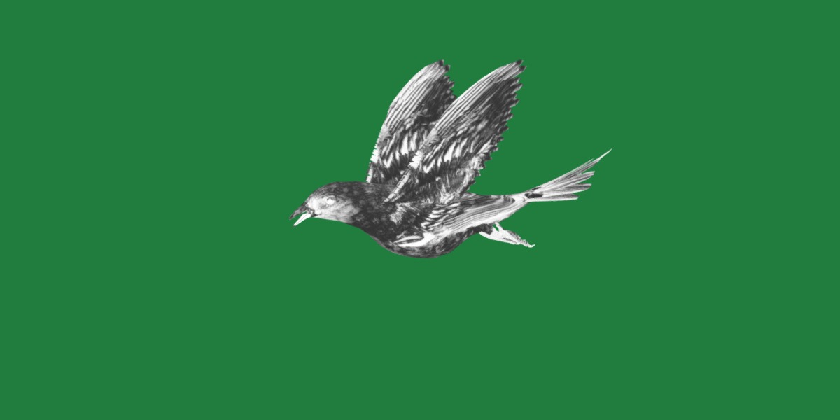 Indigo Bunting Blue Bird Low-poly 3D model_20