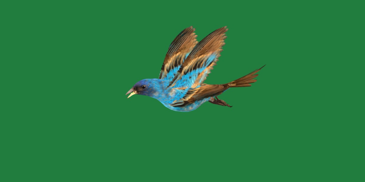 Indigo Bunting Blue Bird Low-poly 3D model_16