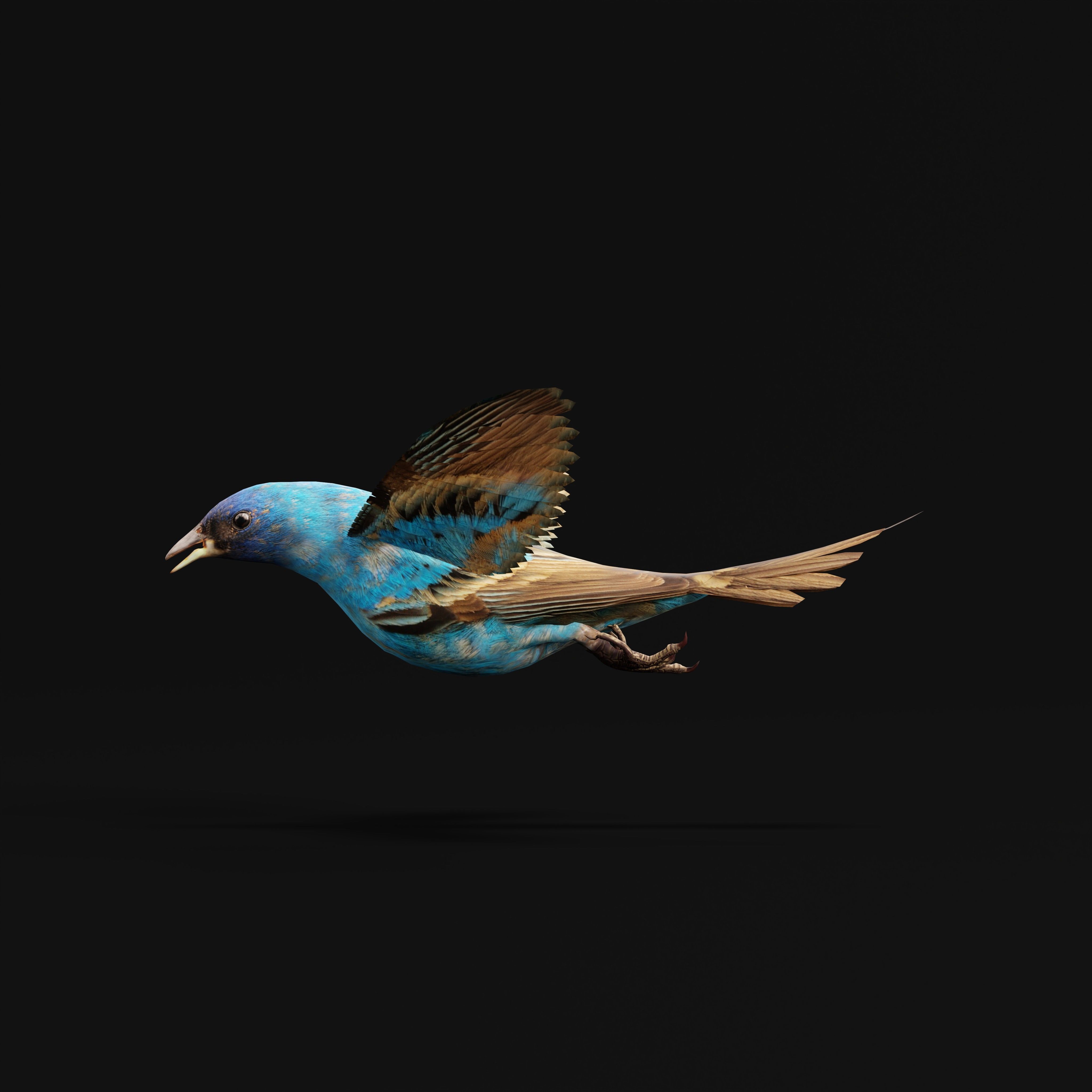 Indigo Bunting Blue Bird Low-poly 3D model_7