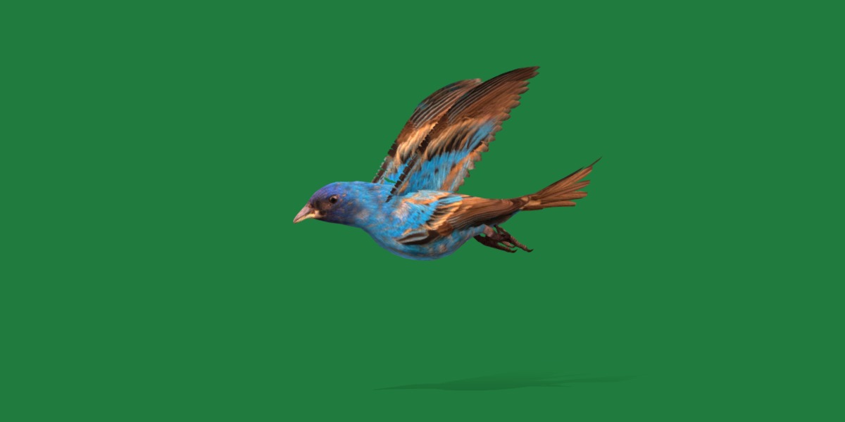 Indigo Bunting Blue Bird Low-poly 3D model_38