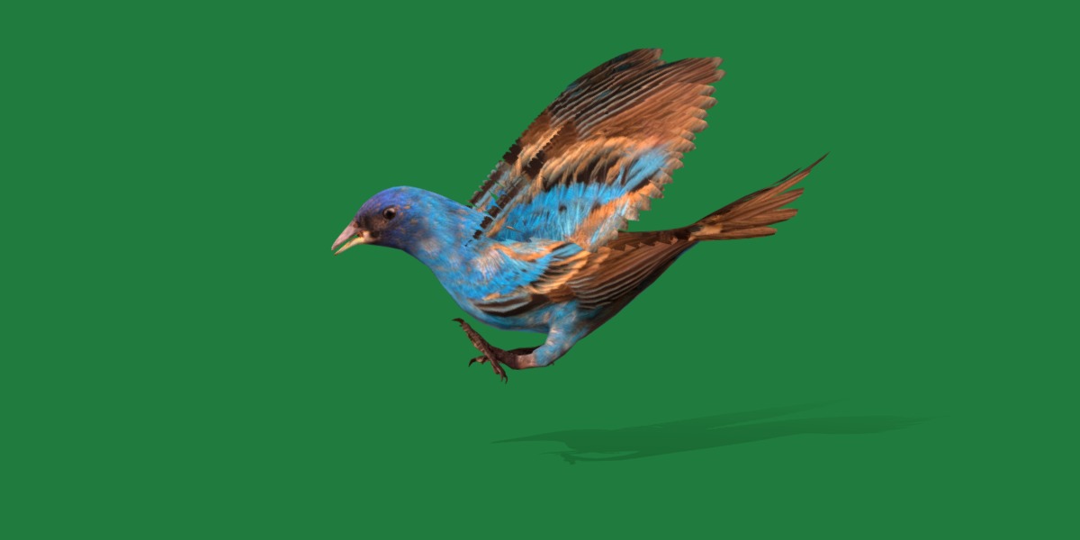Indigo Bunting Blue Bird Low-poly 3D model_25