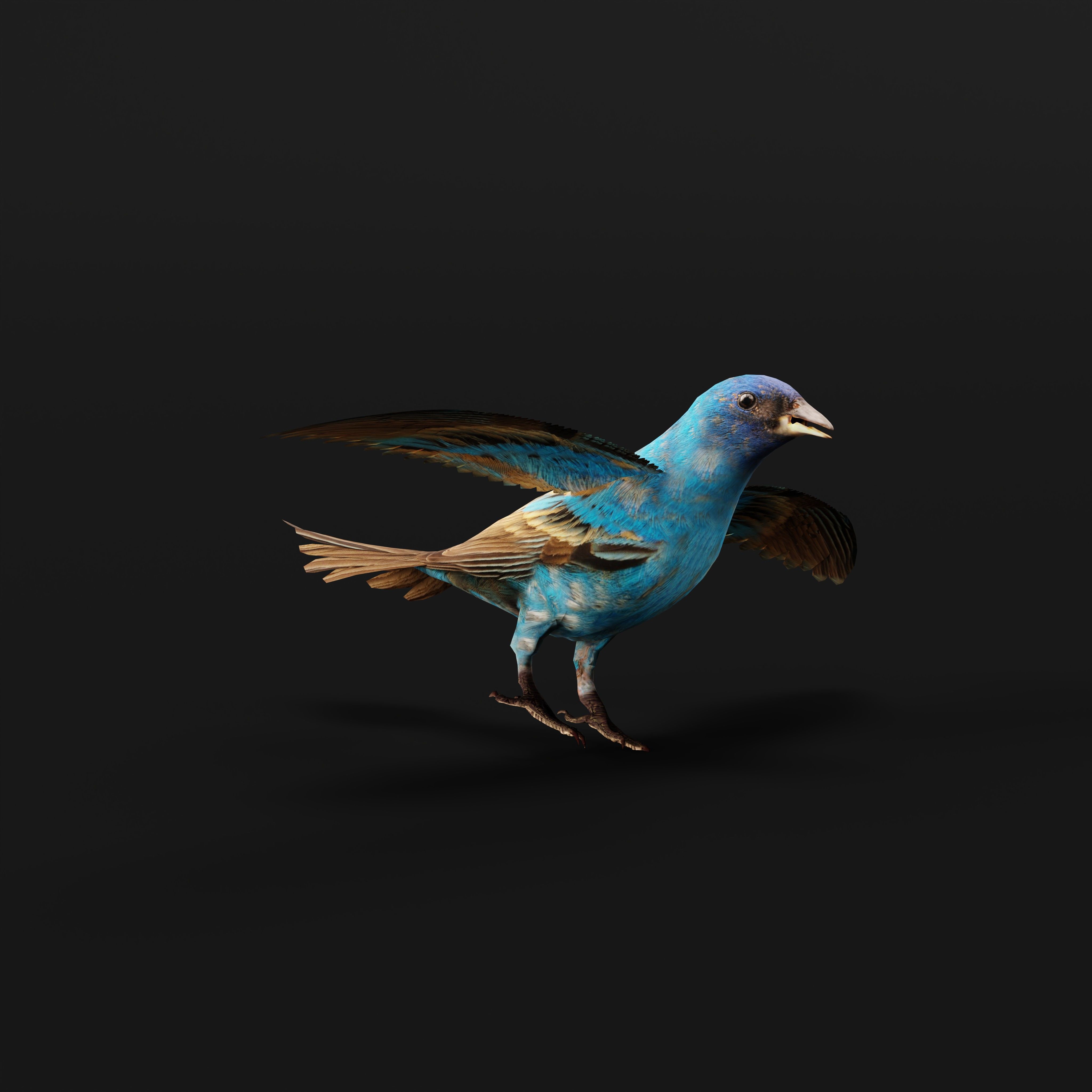 Indigo Bunting Blue Bird Low-poly 3D model_13