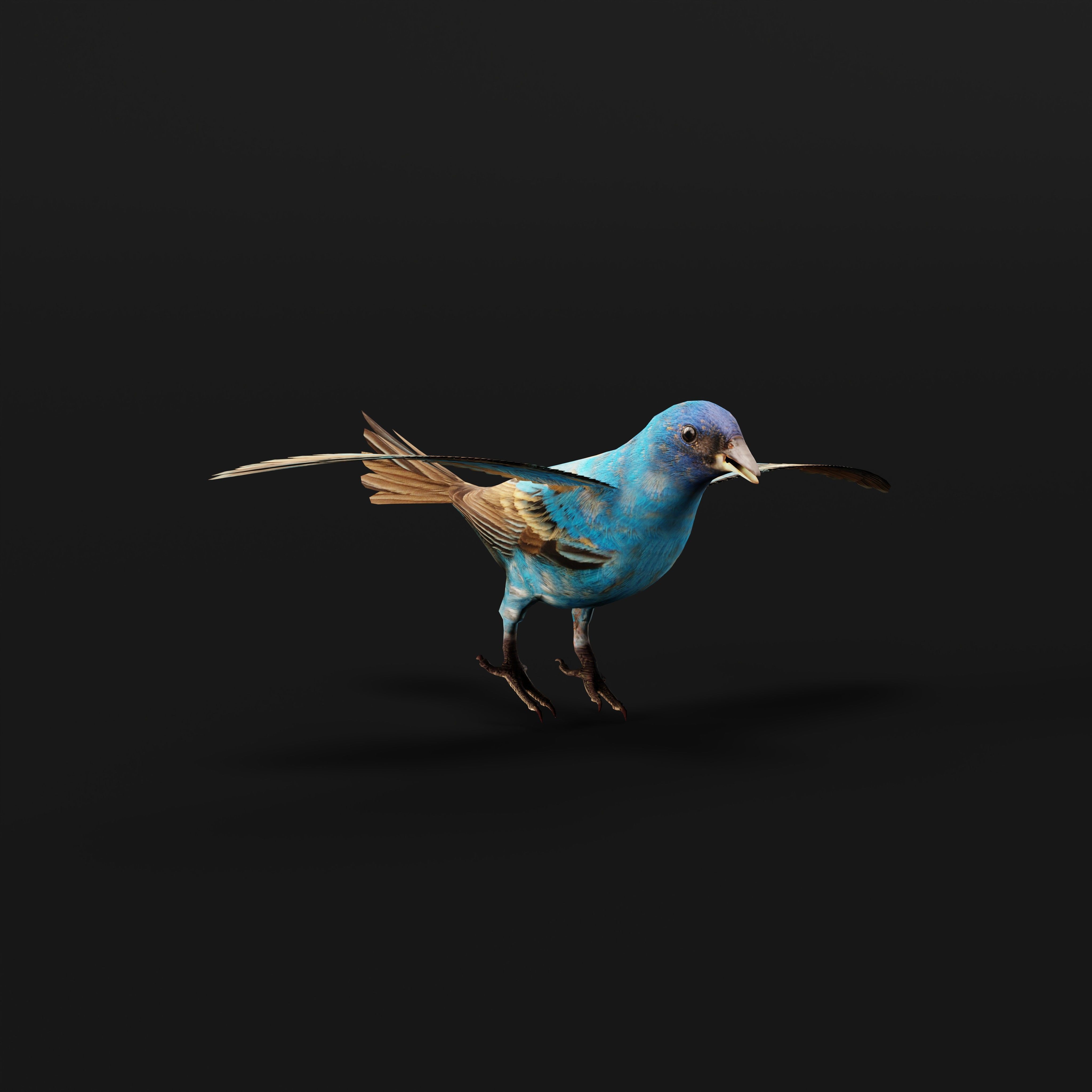 Indigo Bunting Blue Bird Low-poly 3D model_12