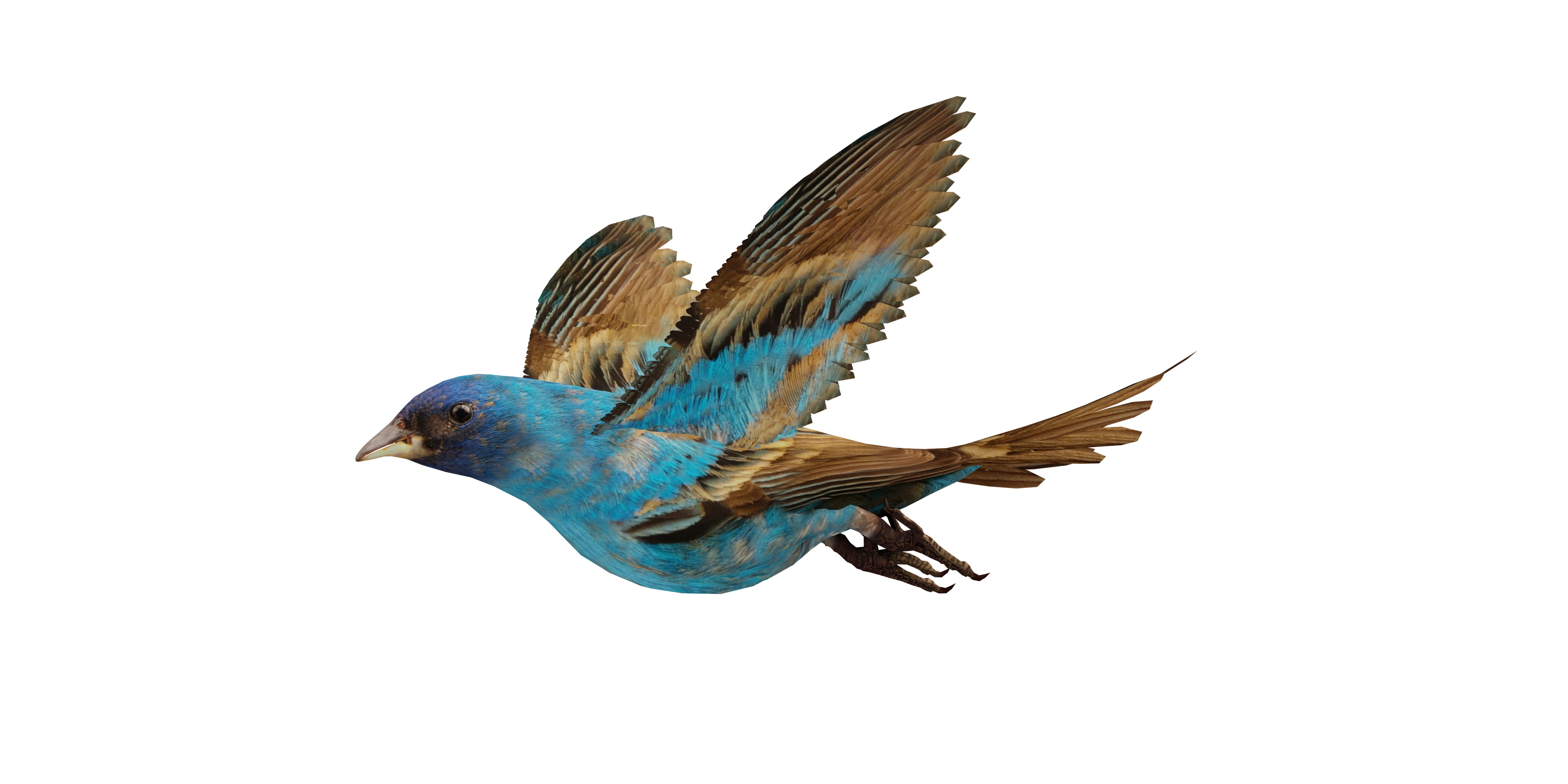 Indigo Bunting Blue Bird Low-poly 3D model_2