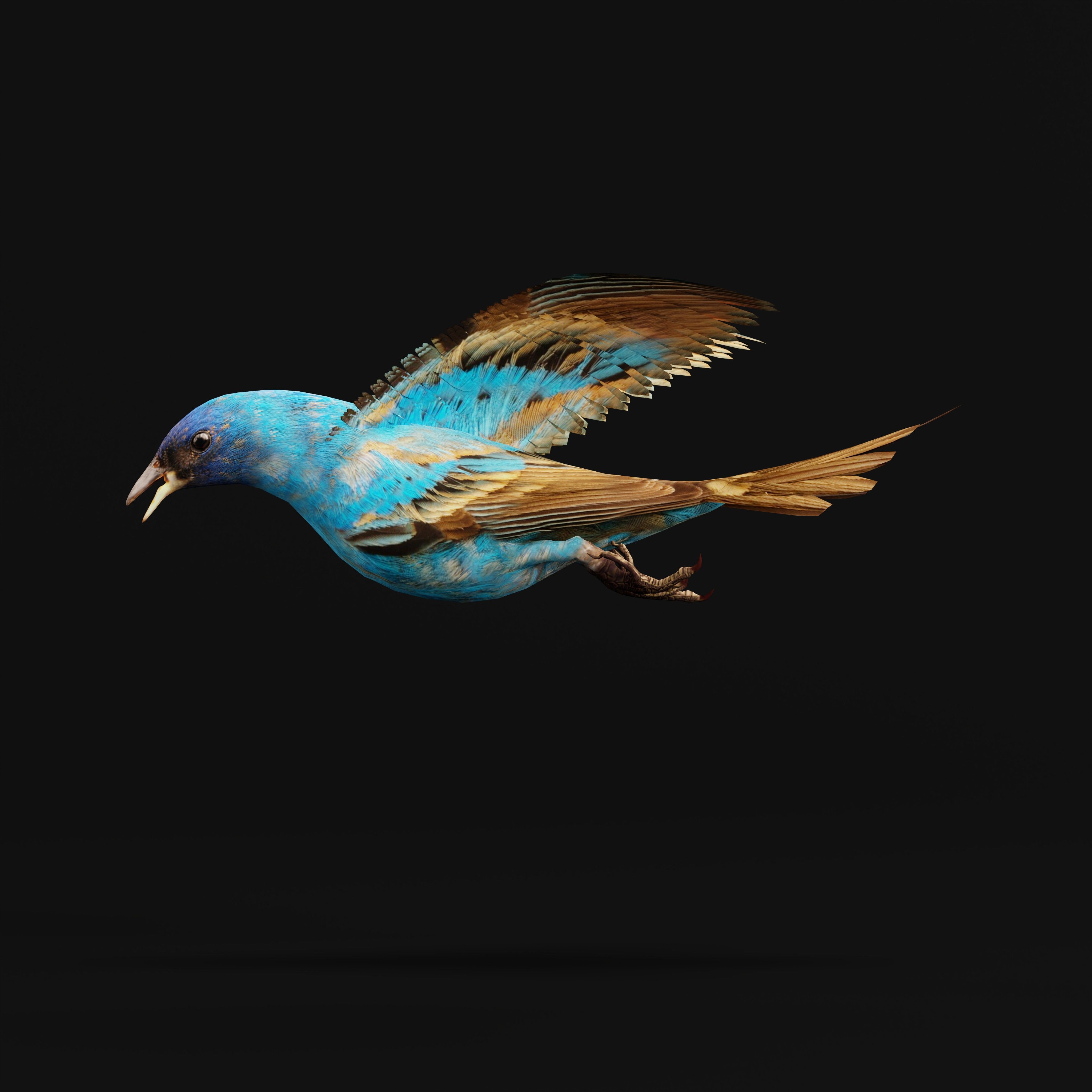 Indigo Bunting Blue Bird Low-poly 3D model_9