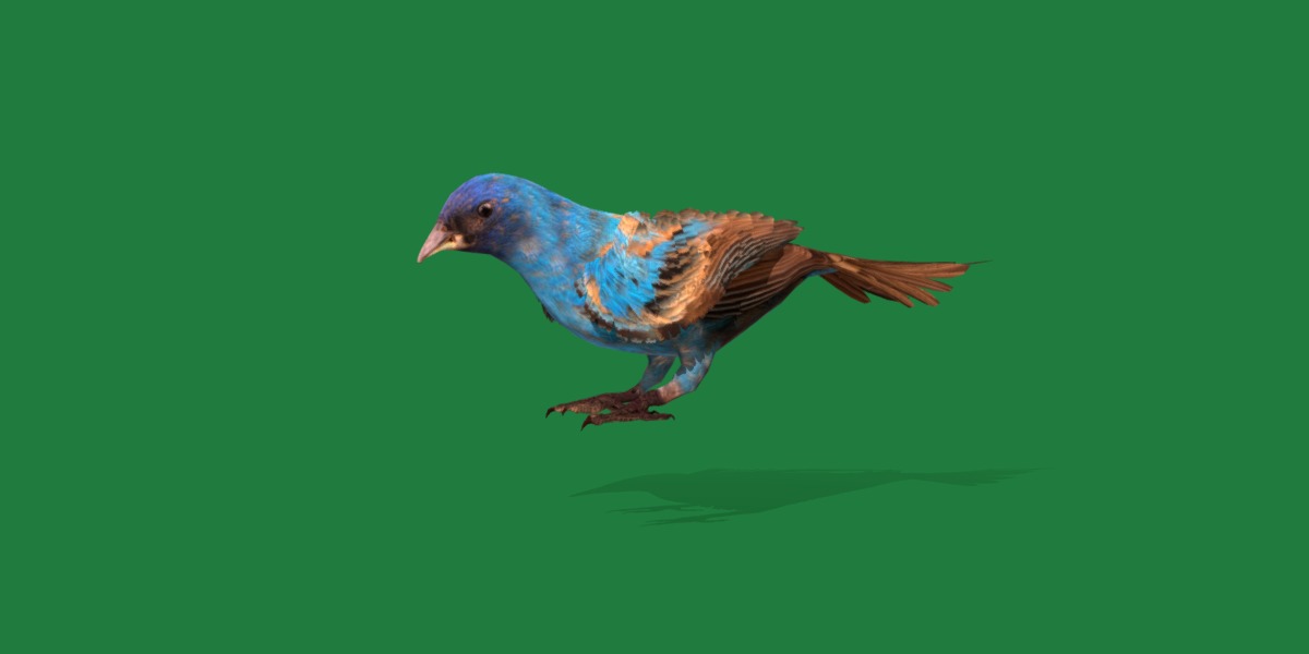 Indigo Bunting Blue Bird Low-poly 3D model_3