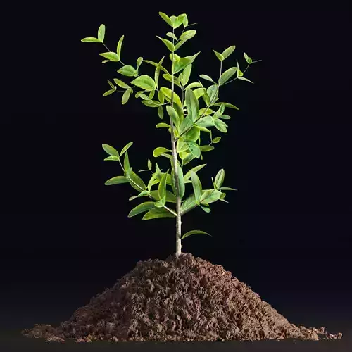 3d seedling in soil vol 257 3D model