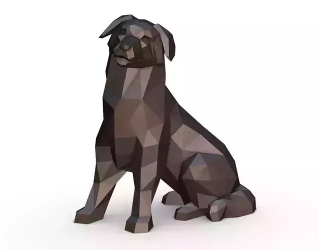 Australian Shepherd sitting