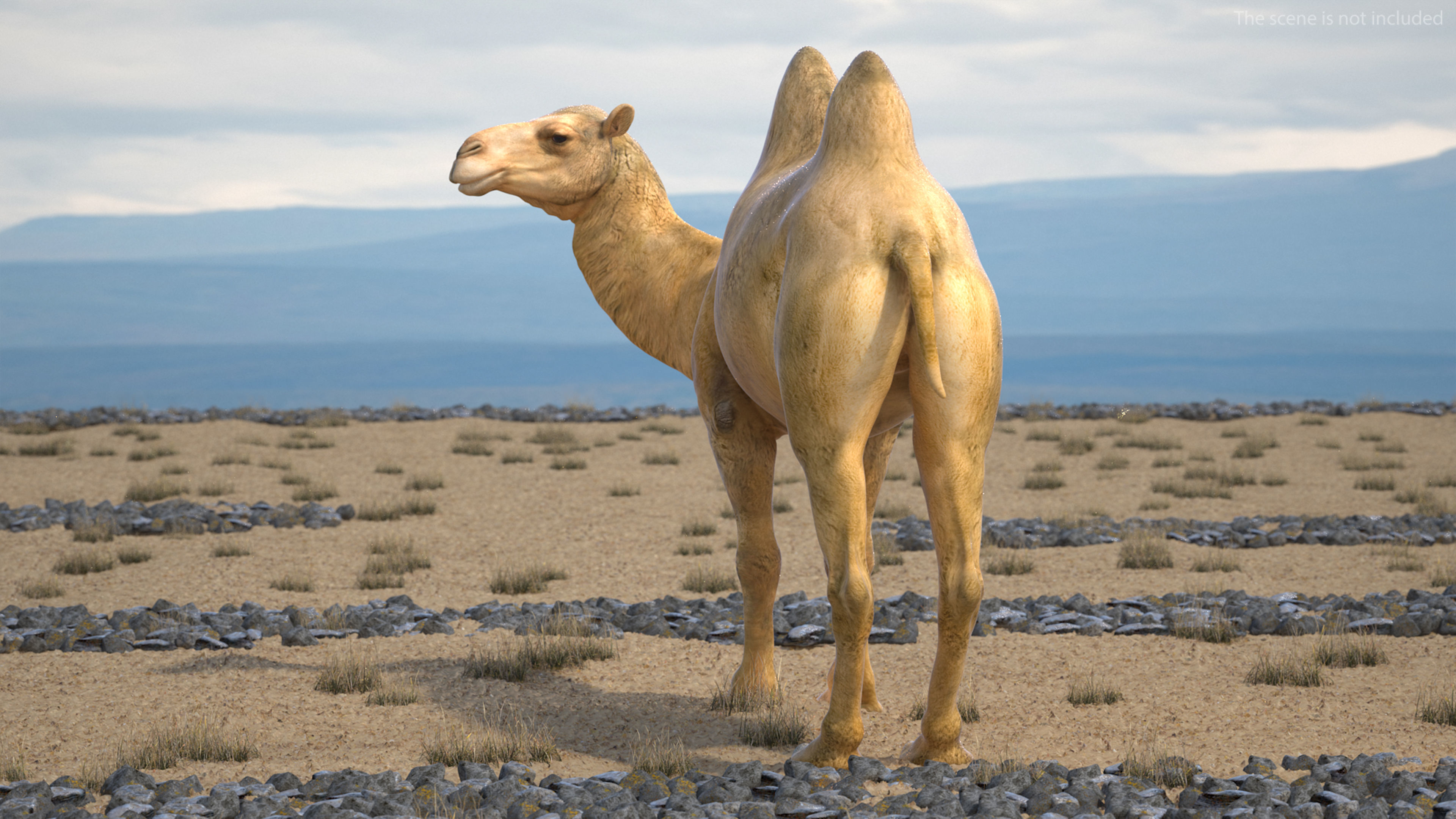 Bactrian Camel Rigged 3D model