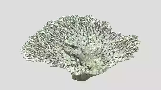 Acropora Clathrata coral Low Poly Low-poly 3D model