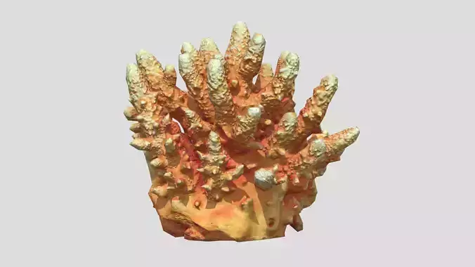 Acropora Coral Low Poly
