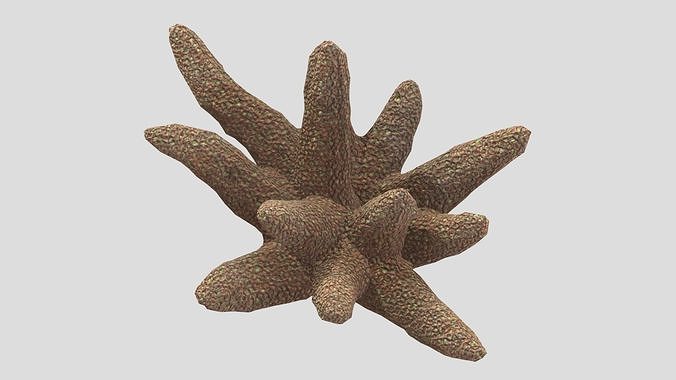 Acroporidae Low Poly Low-poly 3D model
