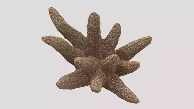 Acroporidae Low Poly