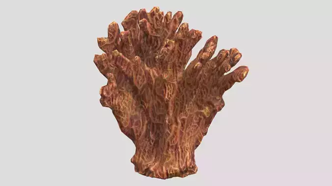 Agaricia agaricites Low Poly