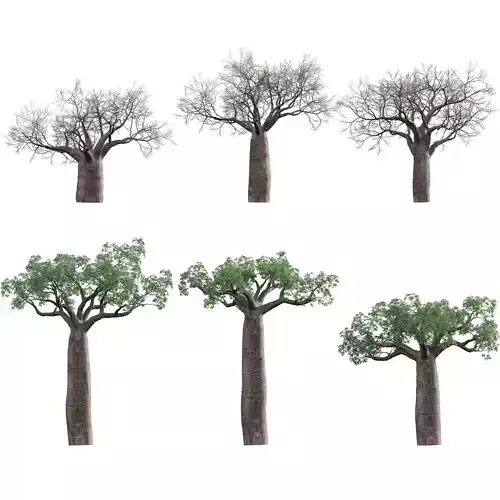 Adansonia digitata - Baobab Low-poly 3D model