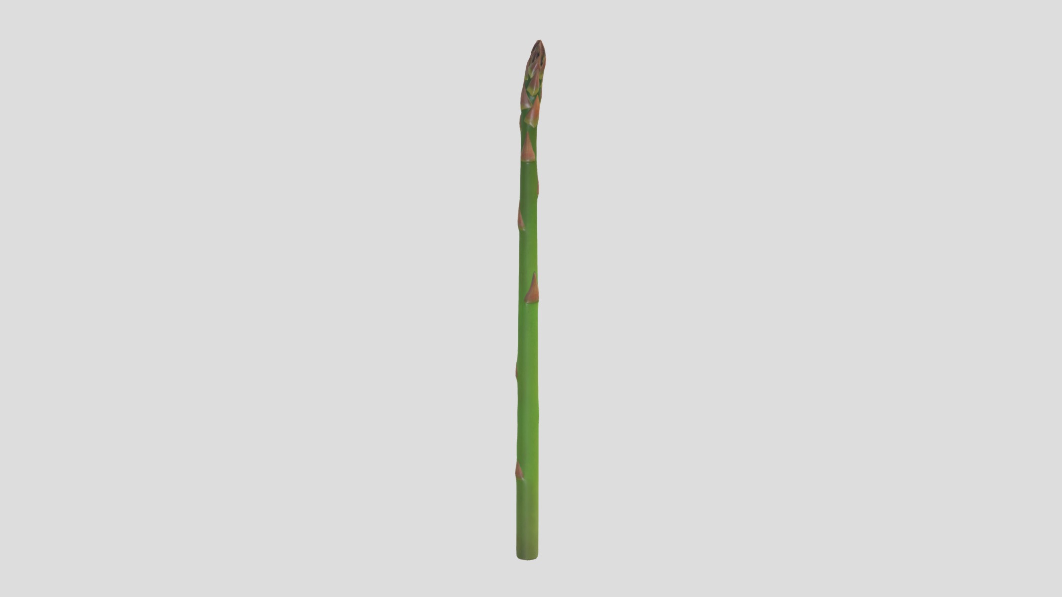 Asparagus Low Poly  Low-poly 3D model_2