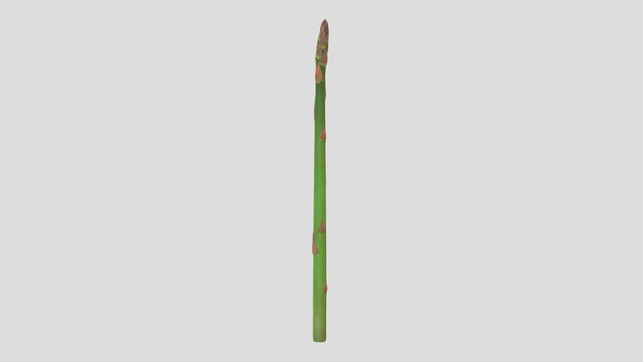 Asparagus Low Poly  Low-poly 3D model_4