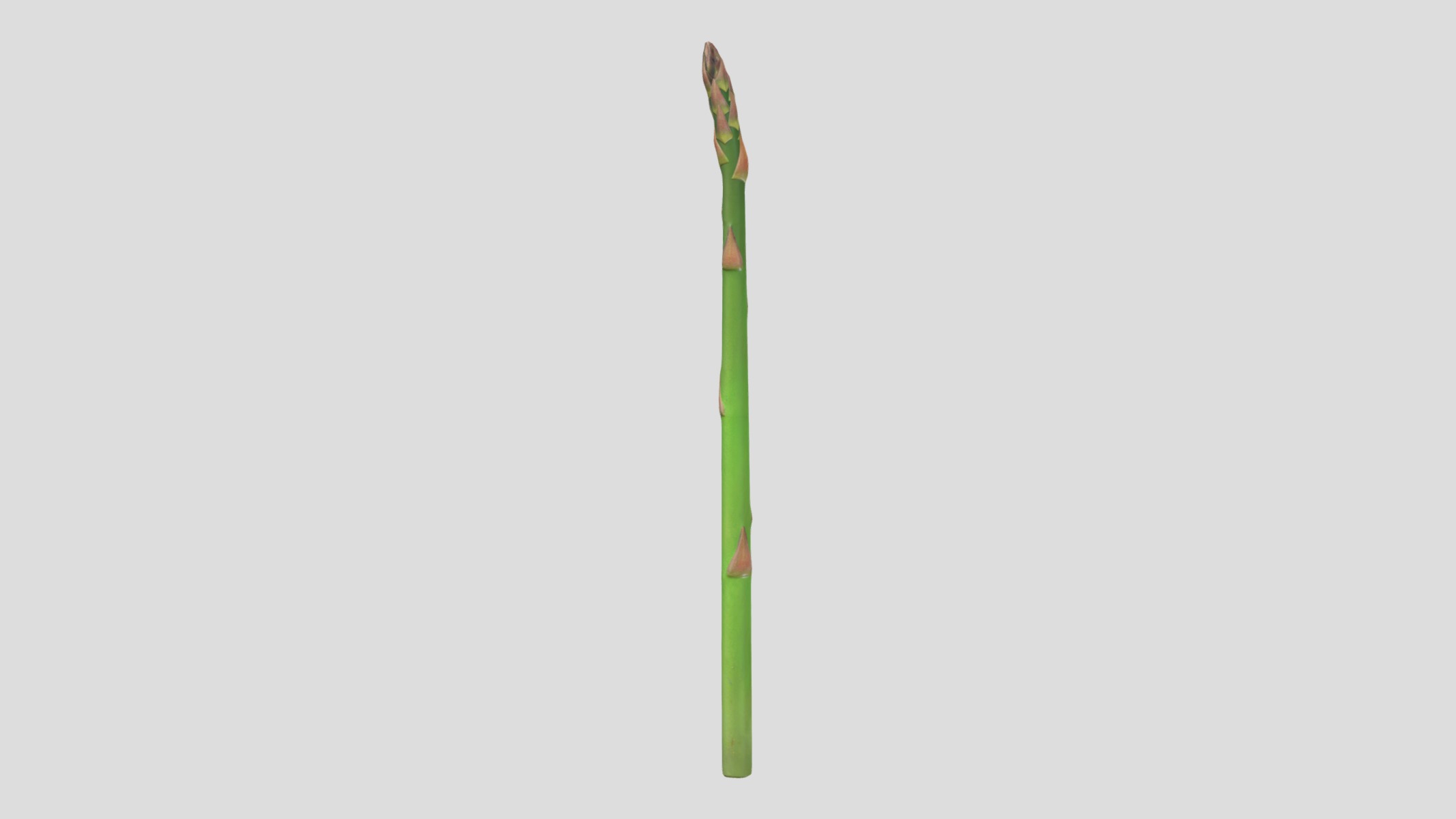 Asparagus Low Poly  Low-poly 3D model_6