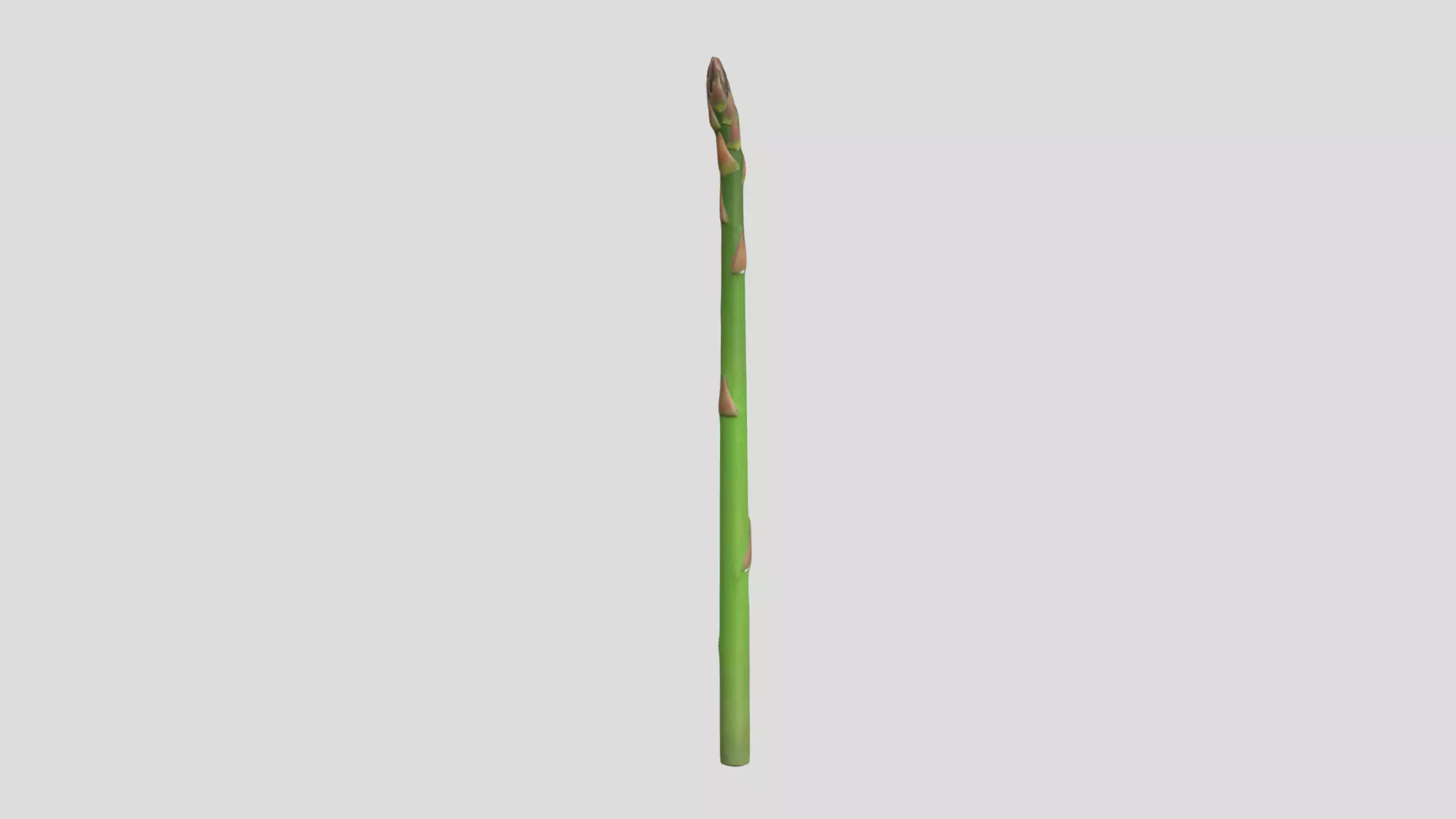 Asparagus Low Poly  Low-poly 3D model_0