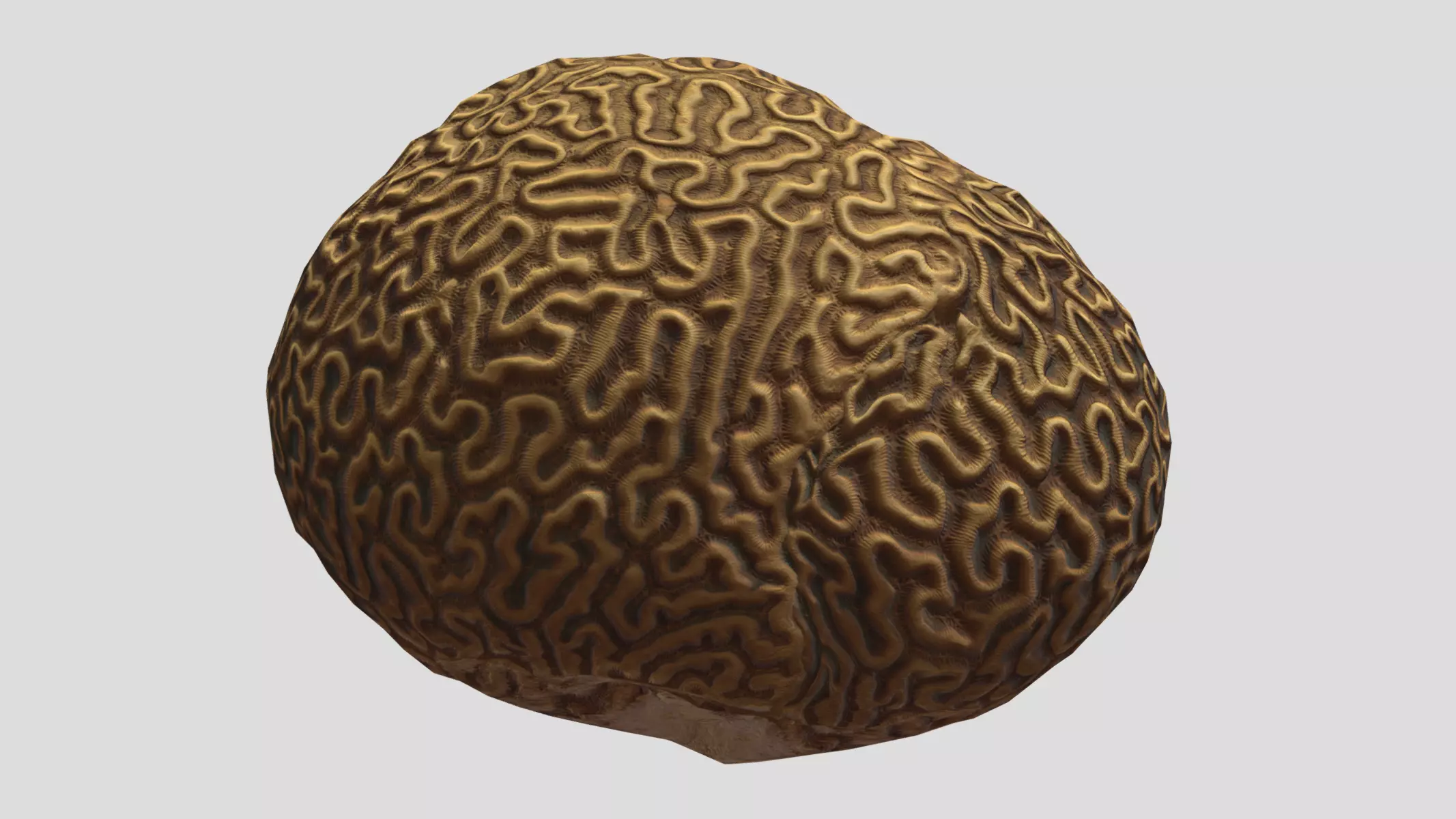 Brain Coral Low Poly Low-poly 3D model