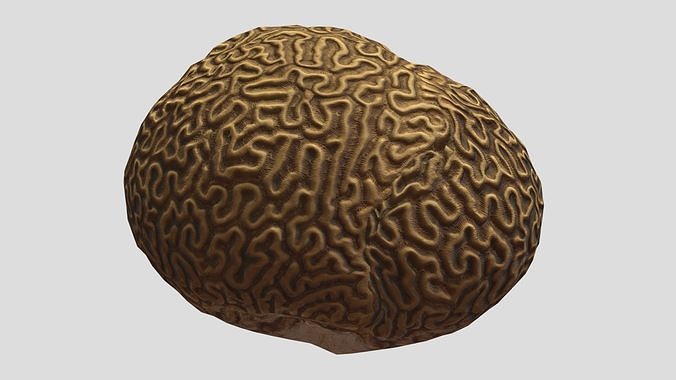 Brain Coral Low Poly Low-poly 3D model