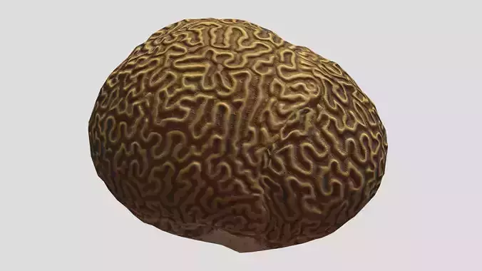 Brain Coral Low Poly Low-poly 3D model