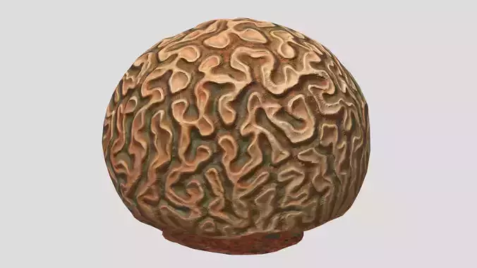 Diploria Coral Low Poly Low-poly 3D model