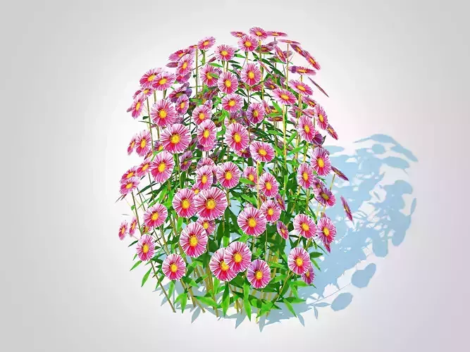 Plant  Aster novae-angliae - New England Aster - pink