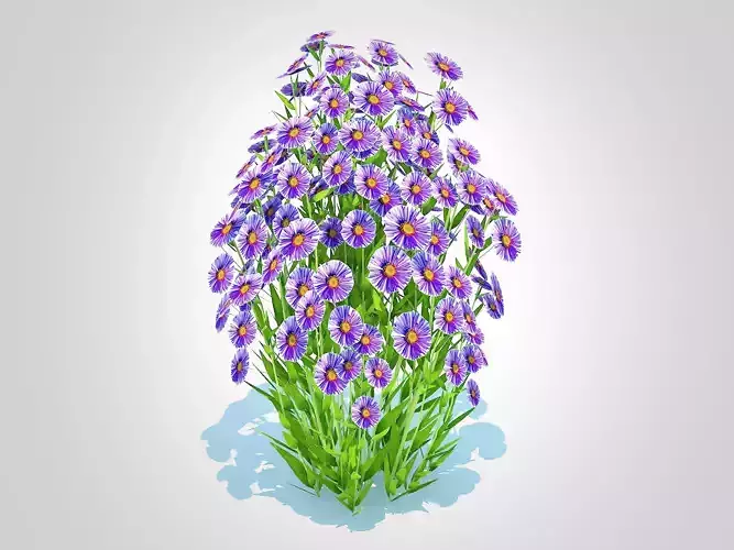 Plant  Aster novi-belgii - Dawrf Aster - blue 