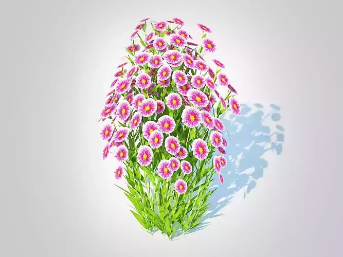 Plant  Aster novi-belgii - Dawrf Aster - pink 