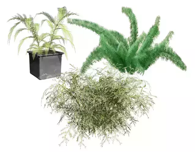 Foxtail Fern 3D Model Low-poly 3D model