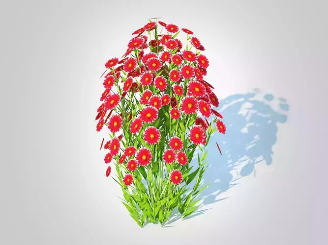 Plant  Aster novi-belgii - Dawrf Aster - red 