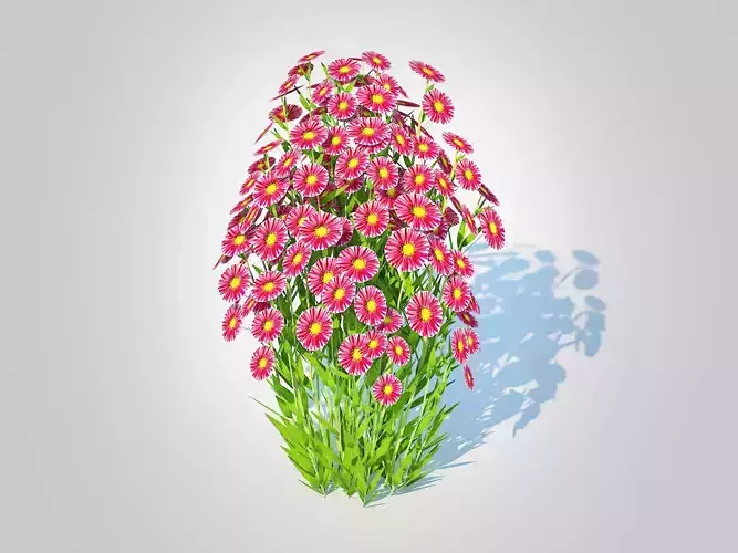 Plant  Aster novi-belgii - New York Aster - Red