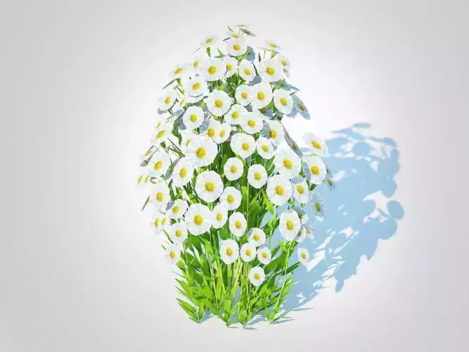 Plant  Aster novi-belgii - New York Aster - white 