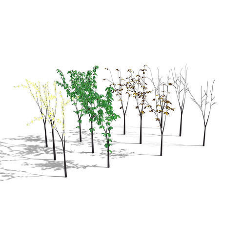 Young Cherry Trees 3D model