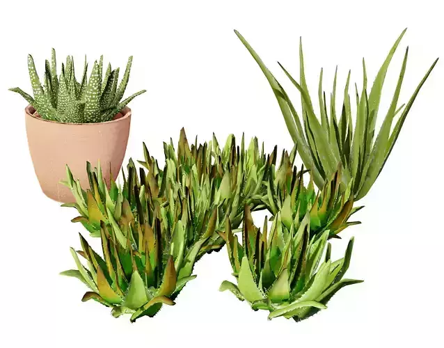 Realistic Aloe Vera Plant Collection Low-poly 3D model