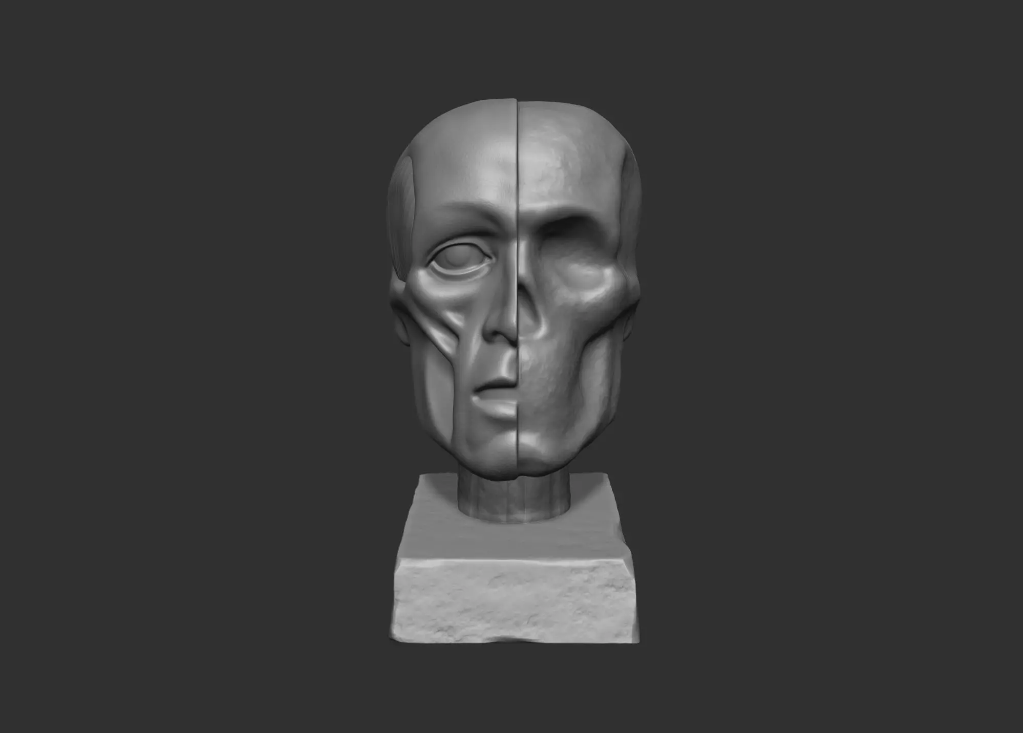 Anatomical Reference Ecorche Head Skull 3D print model