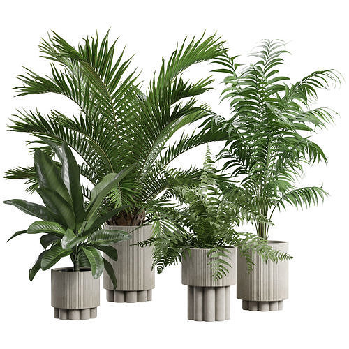 Indoor Plants Pack 76 3D model