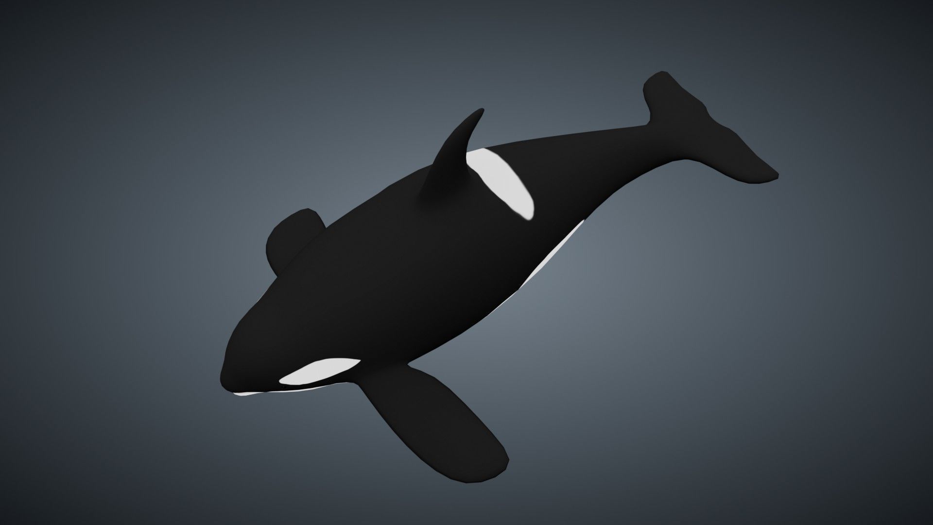 Killer Whale Orca - Rigged Free low-poly 3D model_5