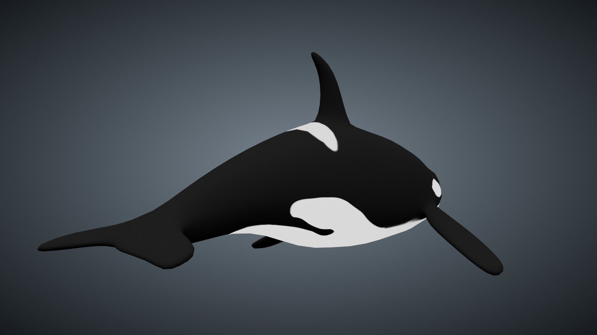 Killer Whale Orca - Rigged Free low-poly 3D model_2