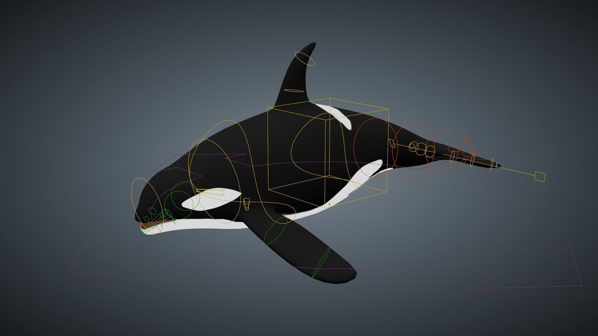 Killer Whale Orca - Rigged Free low-poly 3D model_6