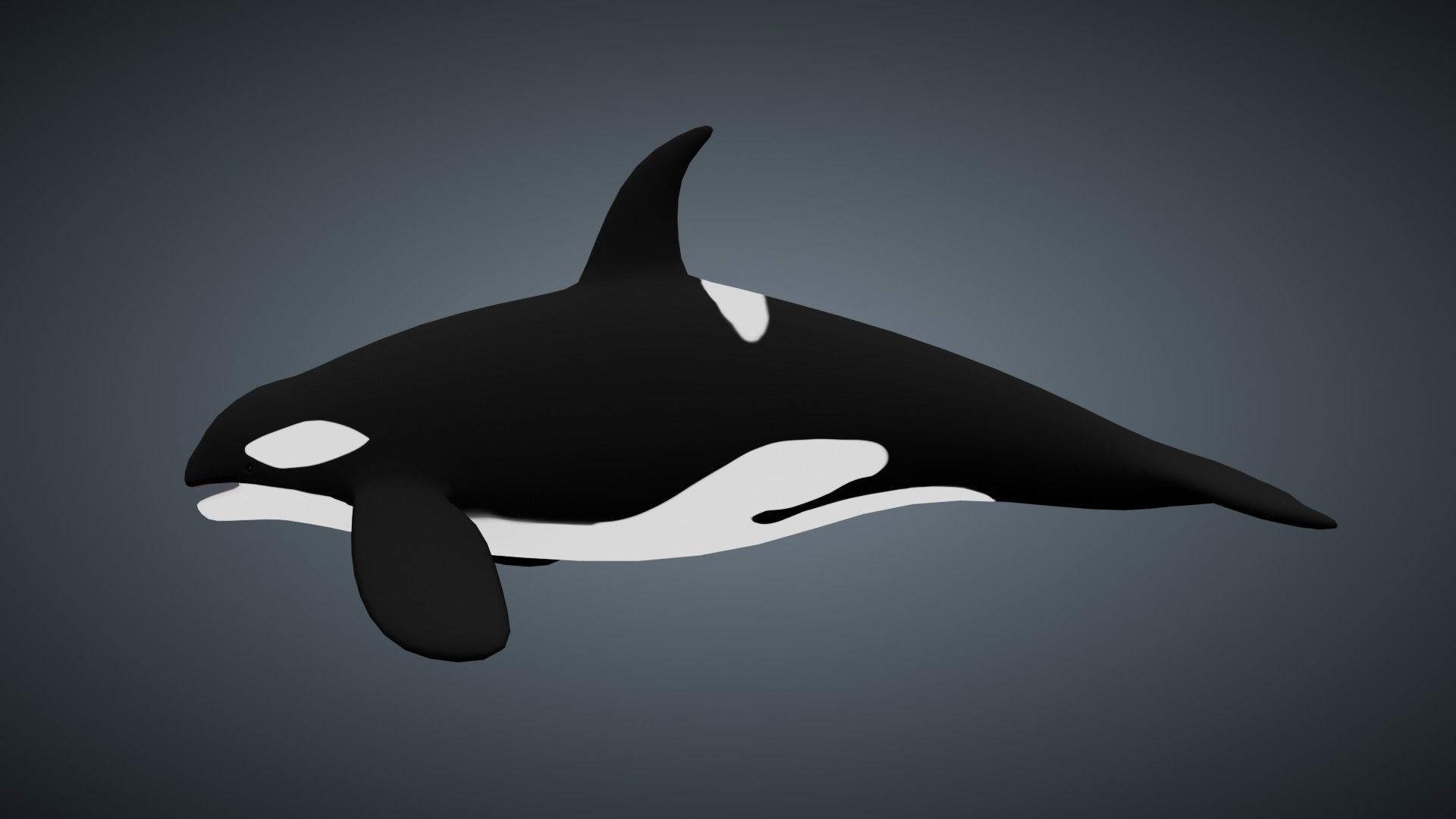 Killer Whale Orca - Rigged Free low-poly 3D model_1