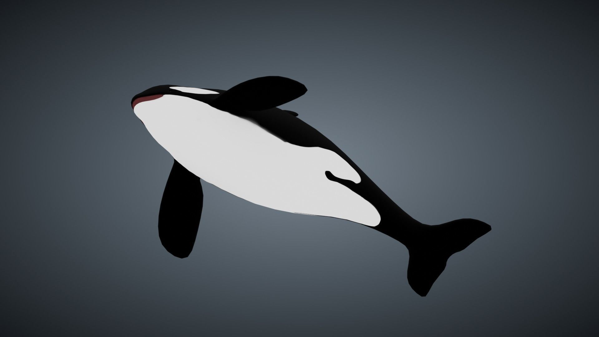 Killer Whale Orca - Rigged Free low-poly 3D model_4