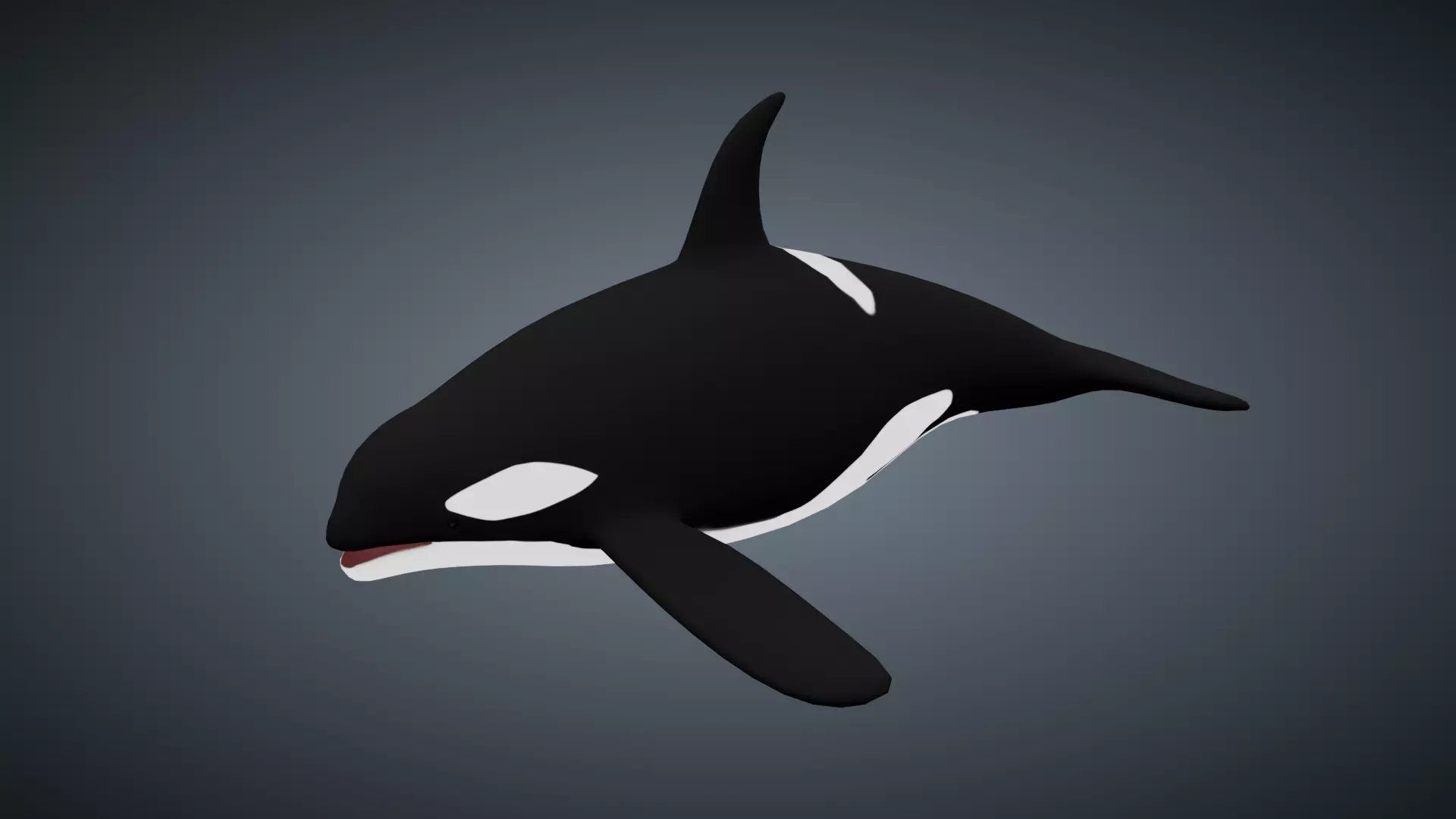 Killer Whale Orca - Rigged Free low-poly 3D model_0