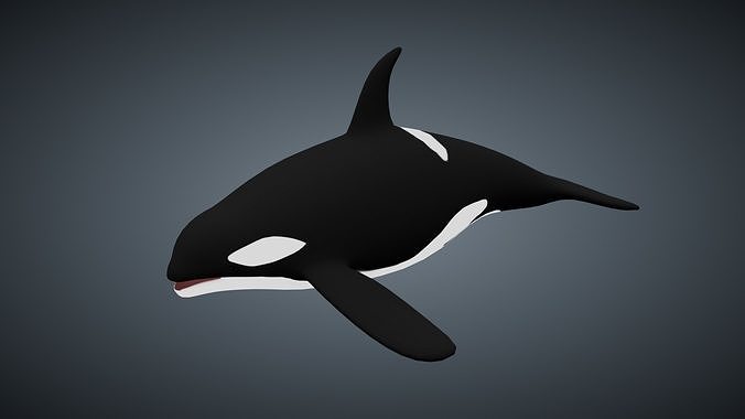 Killer Whale Orca - Rigged Free low-poly 3D model