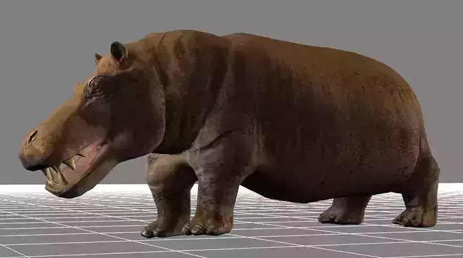 African Wildlife 3D Hippo Base Mesh