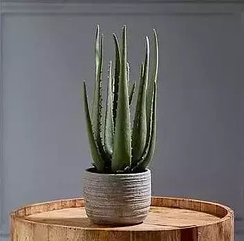 Bull STORIES DESKTOP SUCCULENT PLANT IN POT
