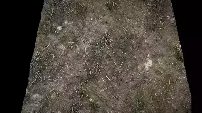 forest ground cutted trees branches photogrammetry