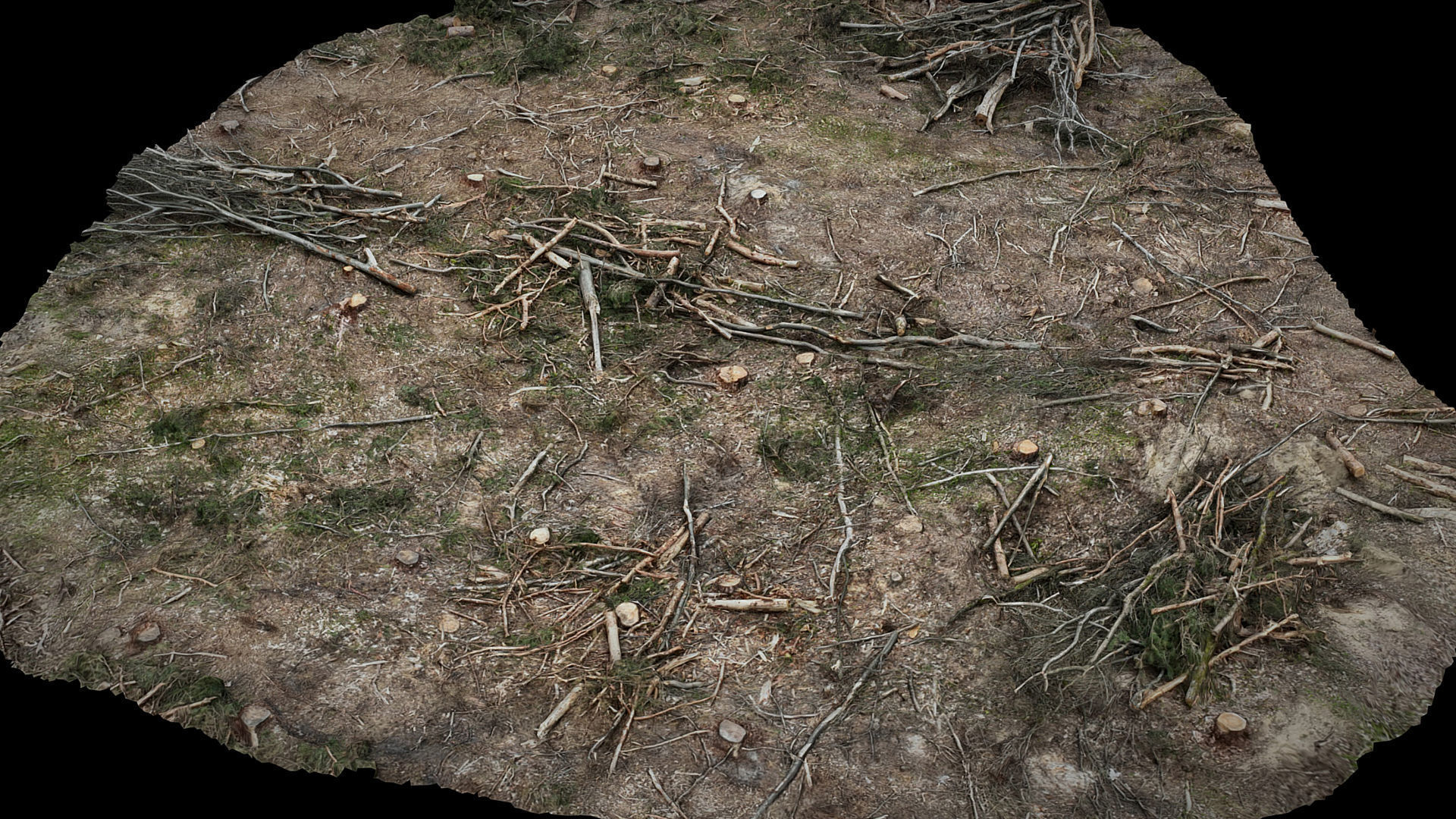 forrest ground cutted trees patch part2 photogrammetry Low-poly 3D model_1