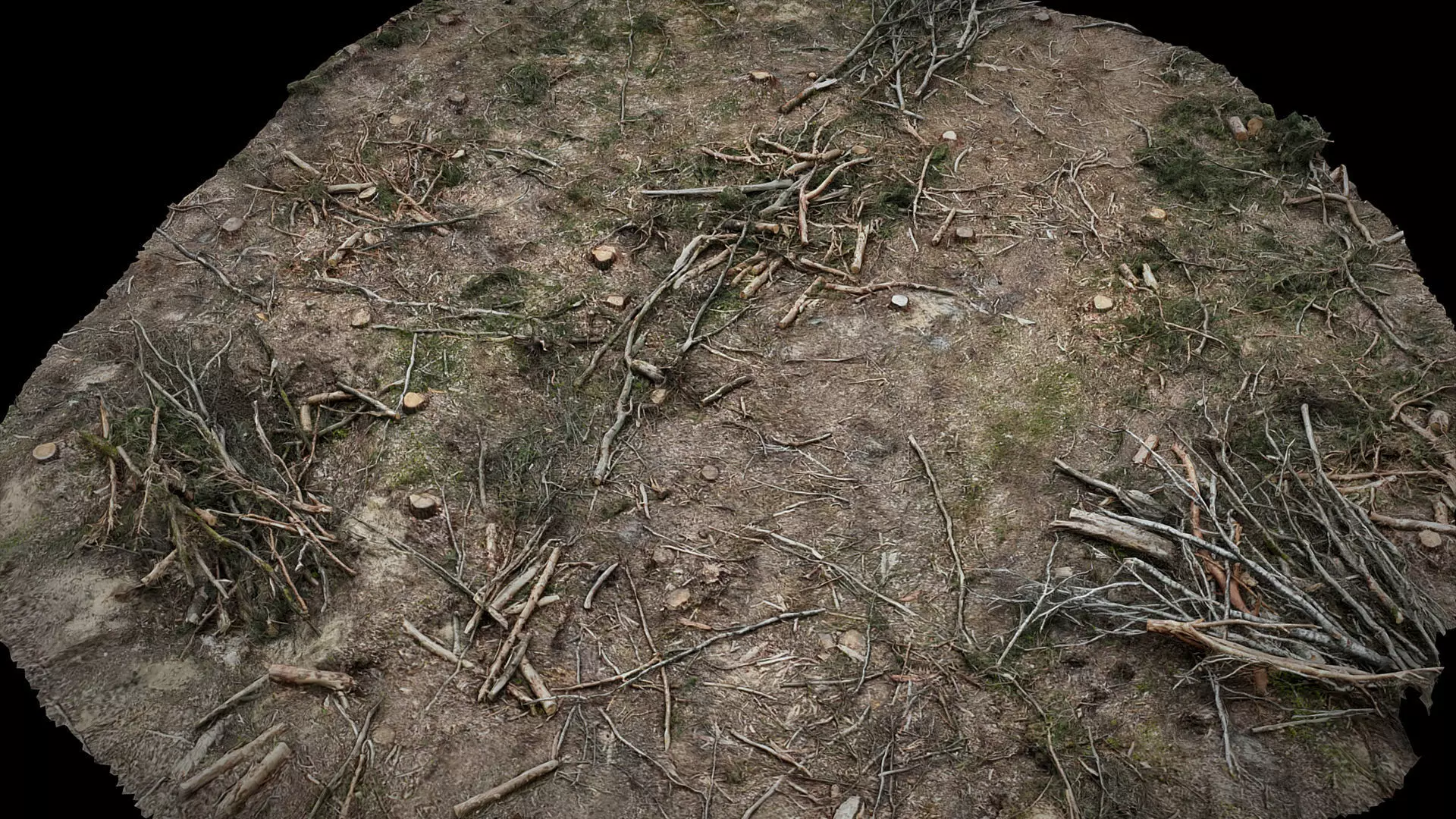 forrest ground cutted trees patch part2 photogrammetry Low-poly 3D model_0